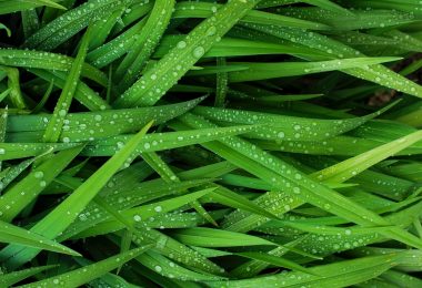 Glendale Services - Landscaping & Grounds Maintenance Contractors