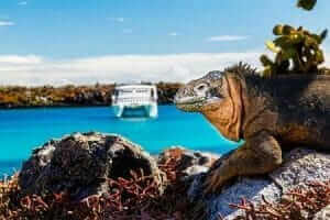 Tortuga gigante de las islas Galápagos