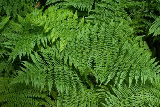 Herbactive Health Clinic and Shop - A Clinical Herbal Physician For Over 35 Years