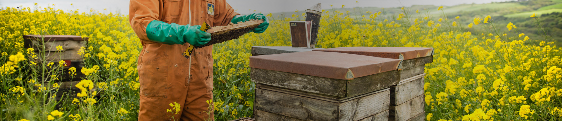 Honey Farm & Family Attraction | North Devon