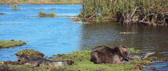 Paisaje de los Esteros del Iberá, excursión regional publicada por Iemanjá Turismo