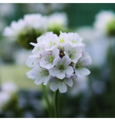Flowering plant photographed at Langthorns Plantery