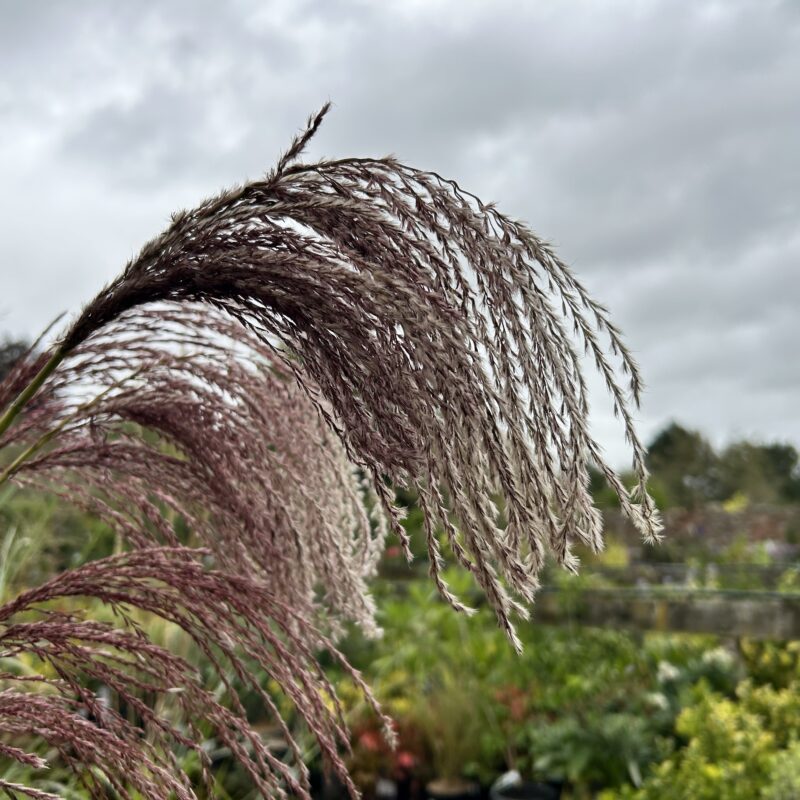 Larch Cottage Nurseries – Larch Cottage Nurseries