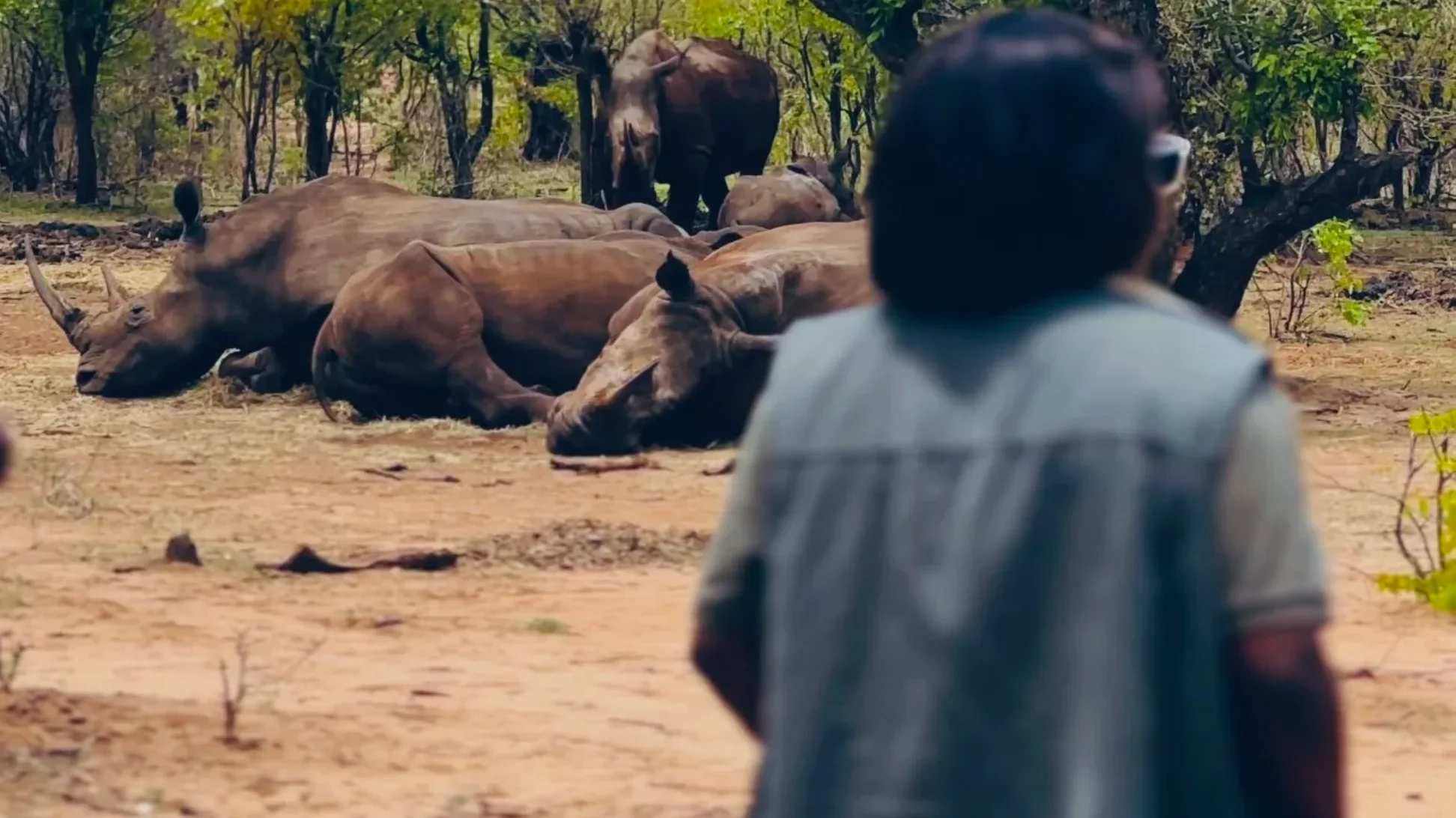 Recorrido guiado a pie para observar fauna en Livingstone.