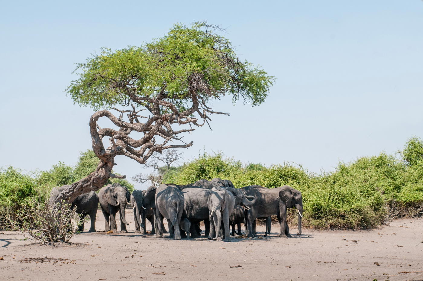 Vehículo de safari en una excursión a Chobe organizada por Maano.
