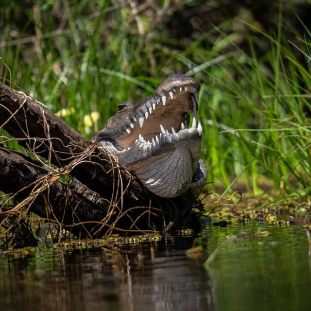 Observación de aves en Belice con MayaWalk