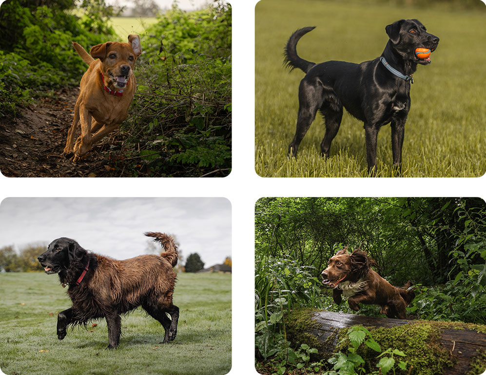 Monty's Larder - Chef Prepared Food for Dogs | Fresh Dog Food UK