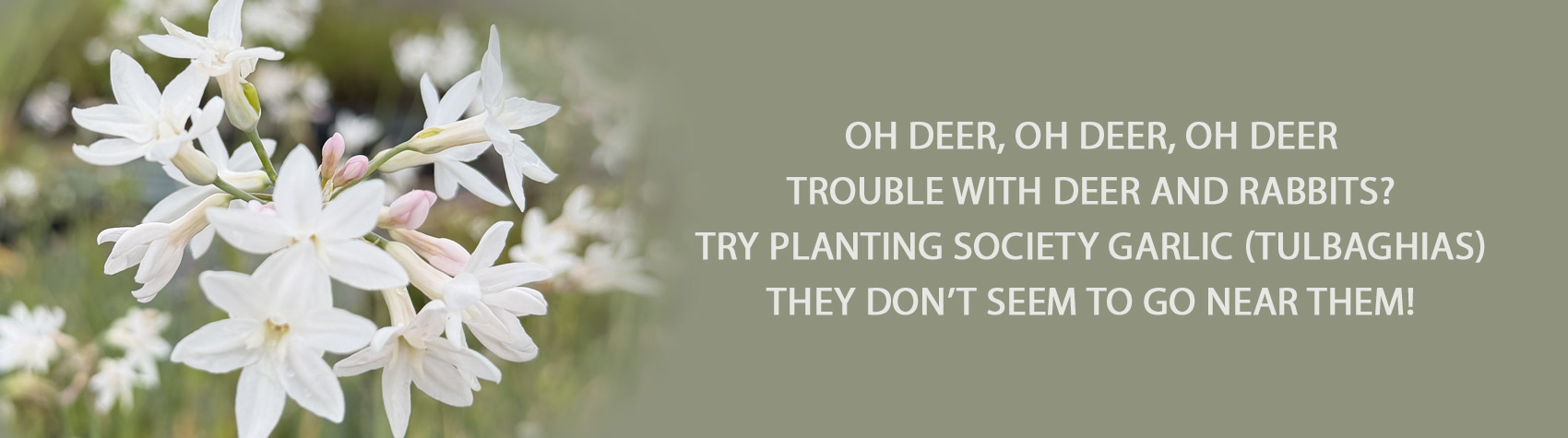 Norfolk Herbs - Buy Herbs online - Scented Pelargoniums - Salvias