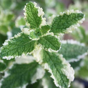 Norfolk Herbs - Buy Herbs online - Scented Pelargoniums - Salvias