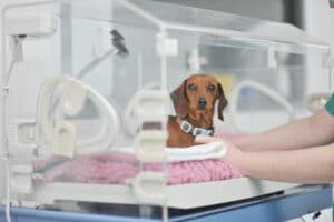 Atención veterinaria de un paciente en las instalaciones