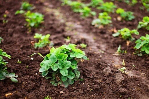 Organic Compost Glasgow | Kelvin Compost