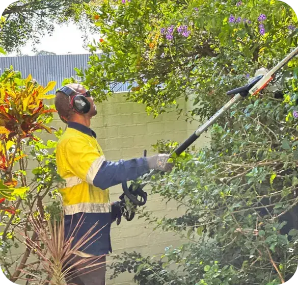 Gardener trimming a tree in a Brisbane garden