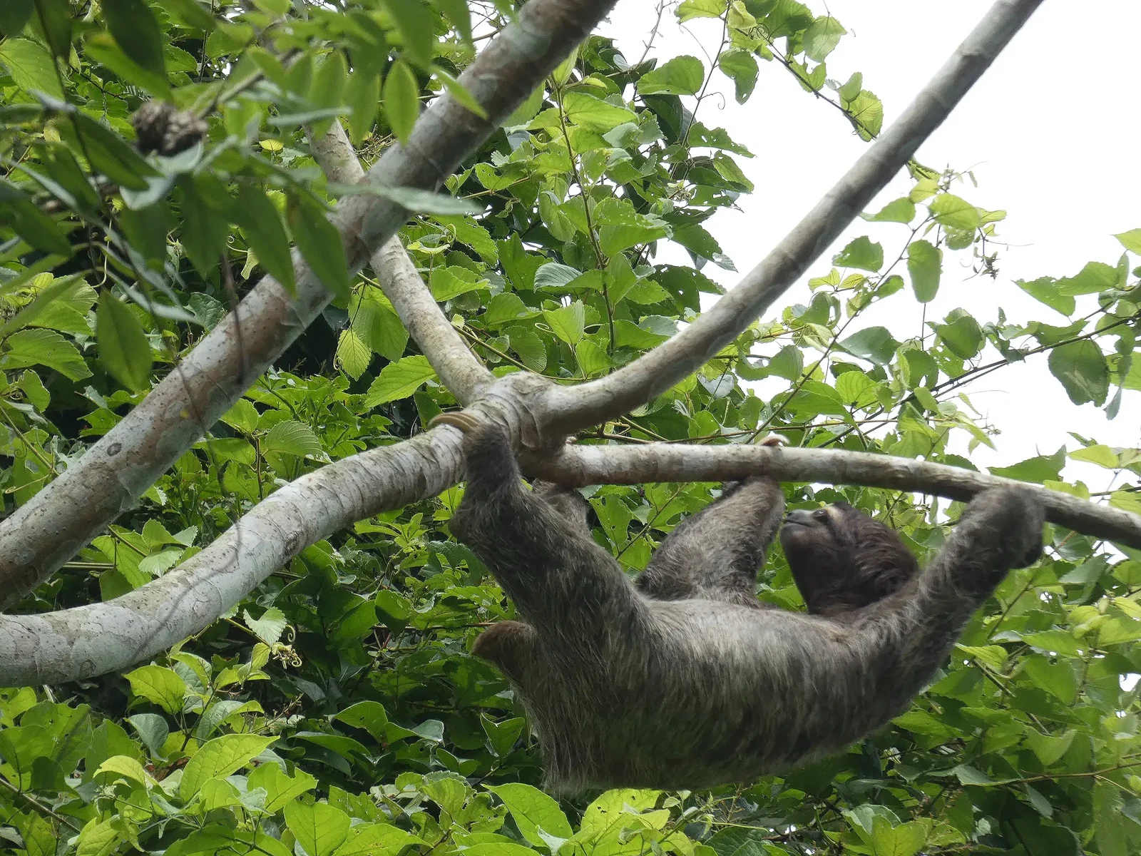 Perezoso en el entorno de bosque tropical visitado por Panama Day Trips