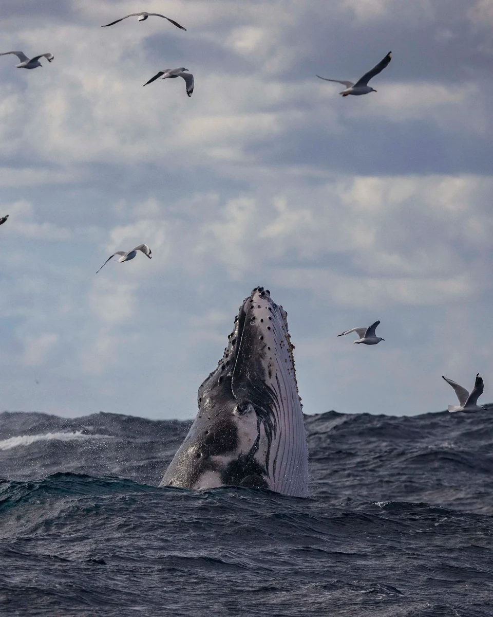 Avistamiento de una ballena en la bahía de Panamá