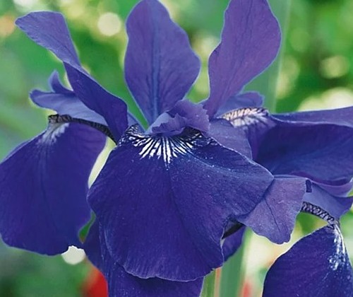 Pond plants, water lilies and oxygenating plants UK mail order