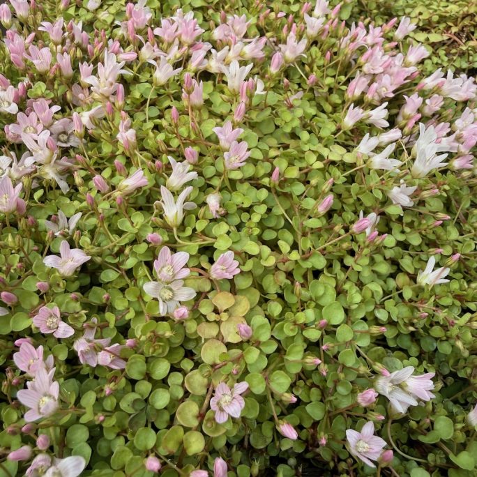 Pond plants, water lilies and oxygenating plants UK mail order