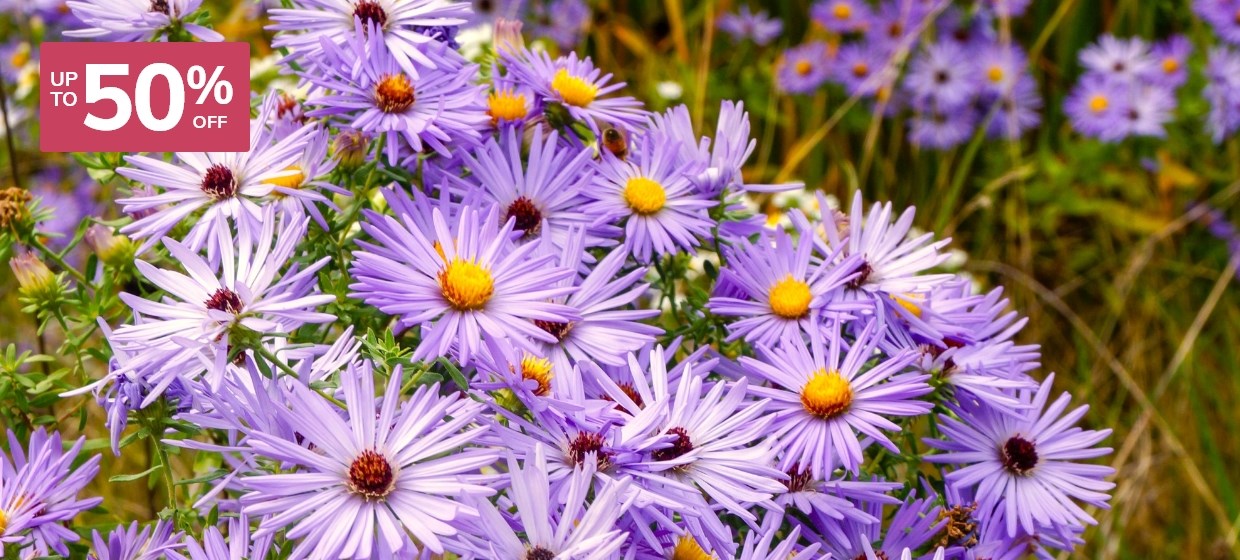 Primrose | The UK's Leading Online Garden Centre