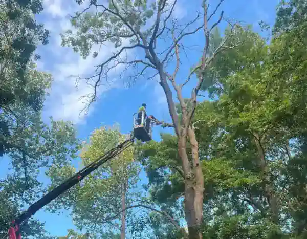 Professional Tree Surgery | Advanced Tree Services