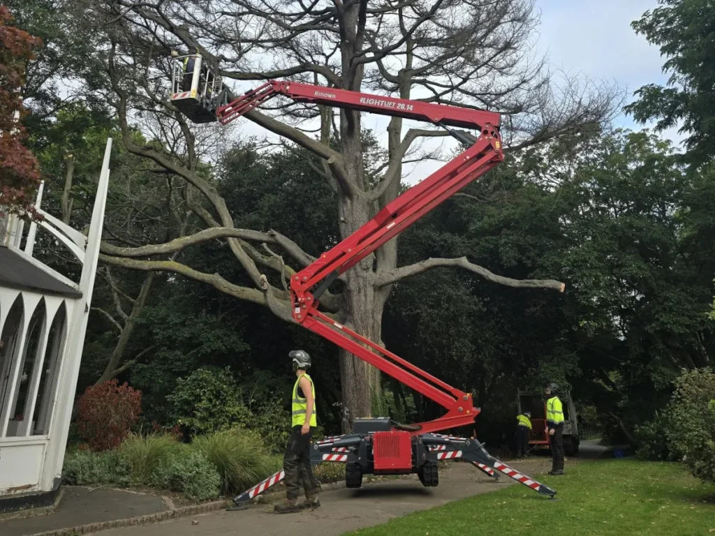 Professional Tree Surgery | Advanced Tree Services