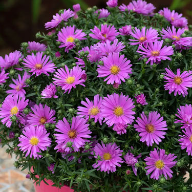 Richard Jackson Garden - Free delivery