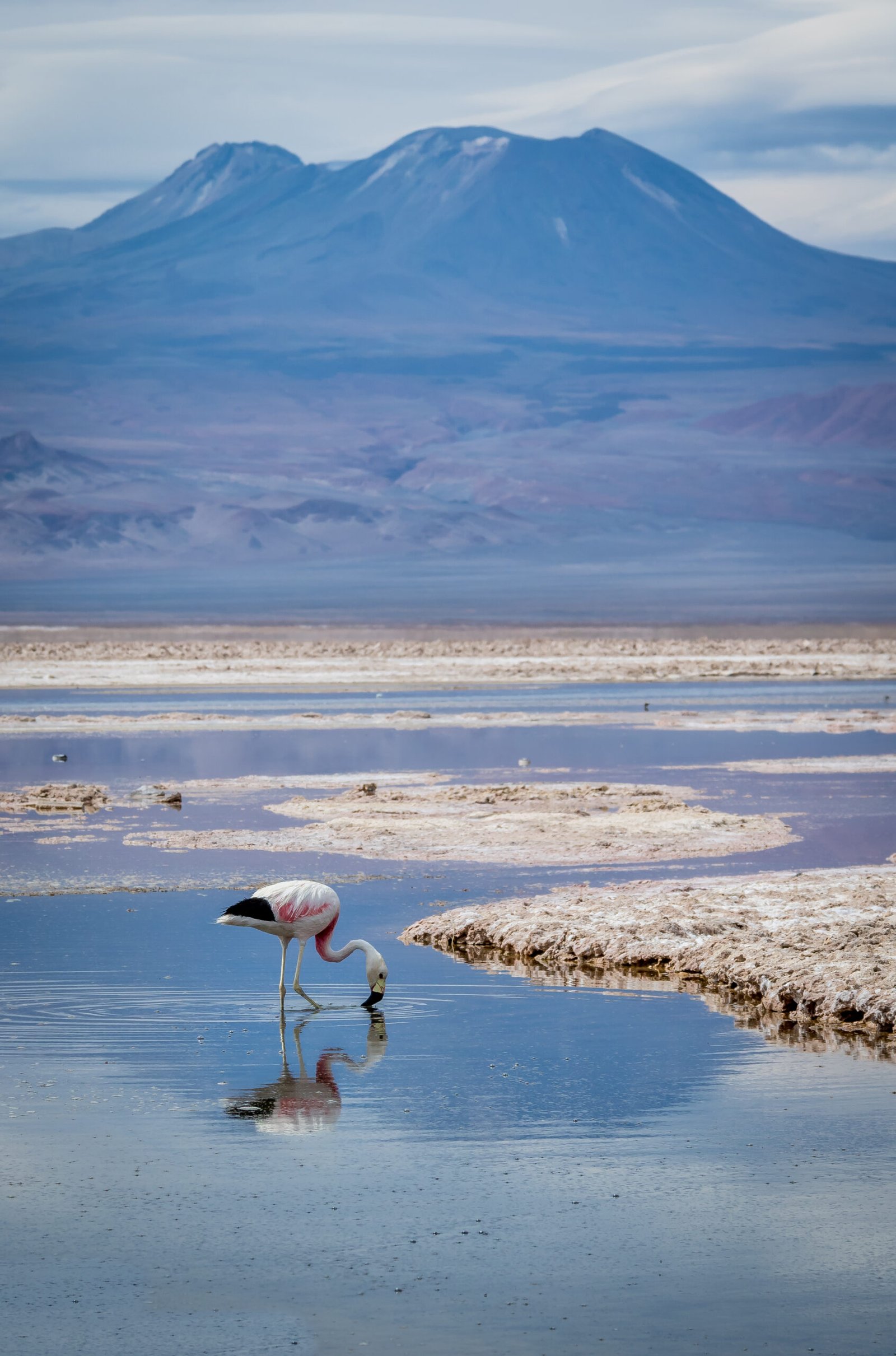 Flamenco y montañas reflejados en una laguna altoandina, imagen de Salty Desert
