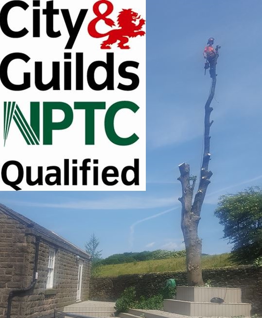 Special Branch Tree Surgery