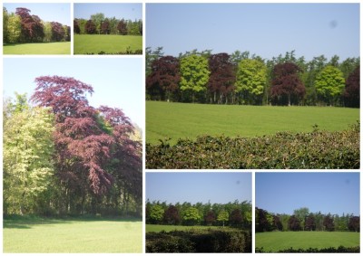 The Model Tree Shop - scale tree specialists for modelmakers