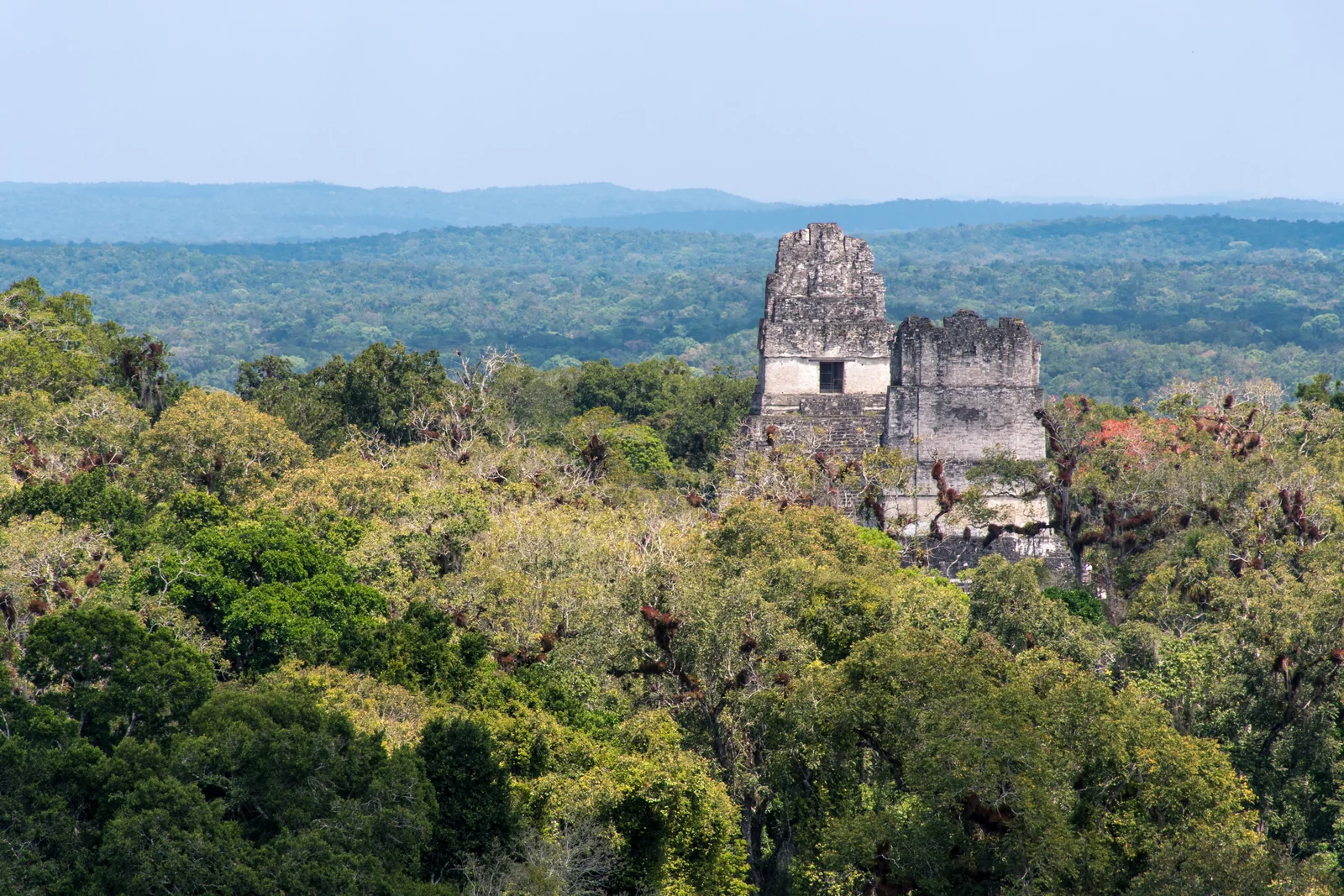 Estructura arqueológica de Tikal vista desde la selva