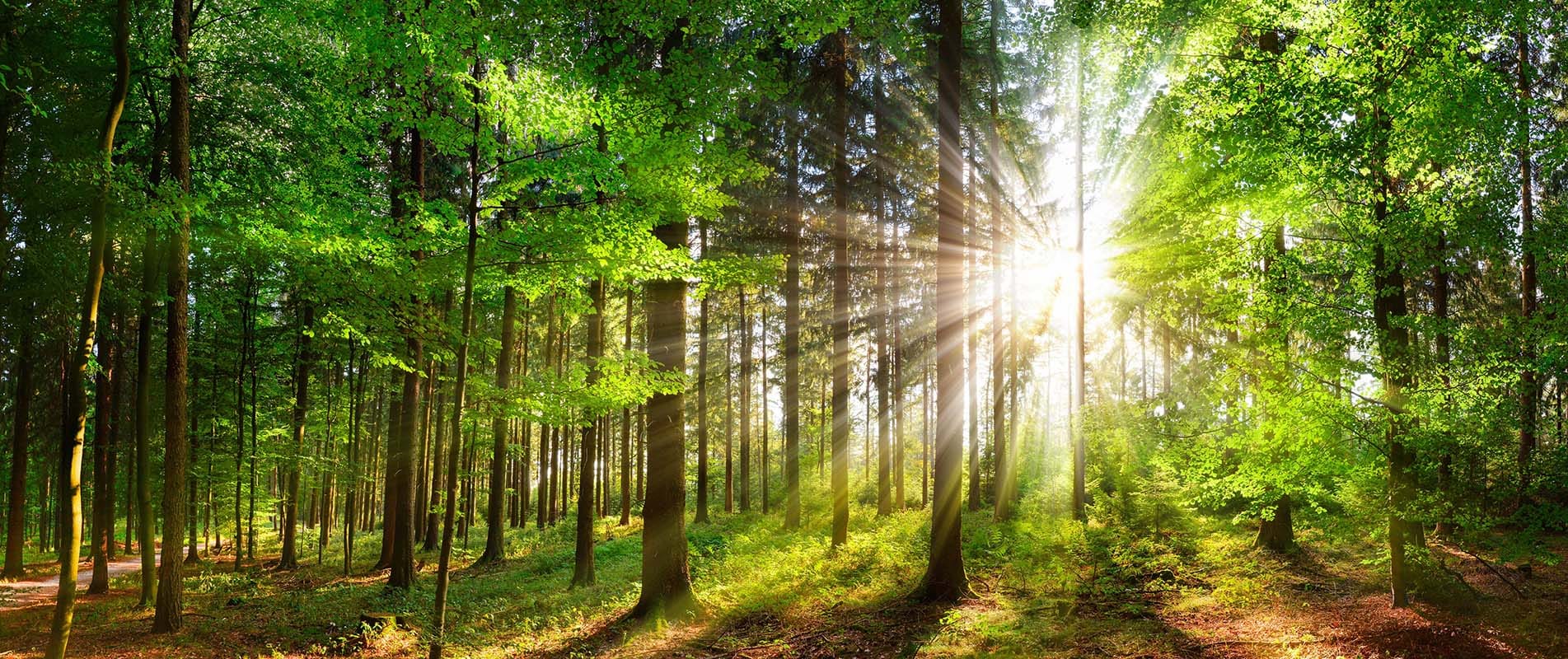 Tree Surgeons Surrey | South East Forestry and Tree Services