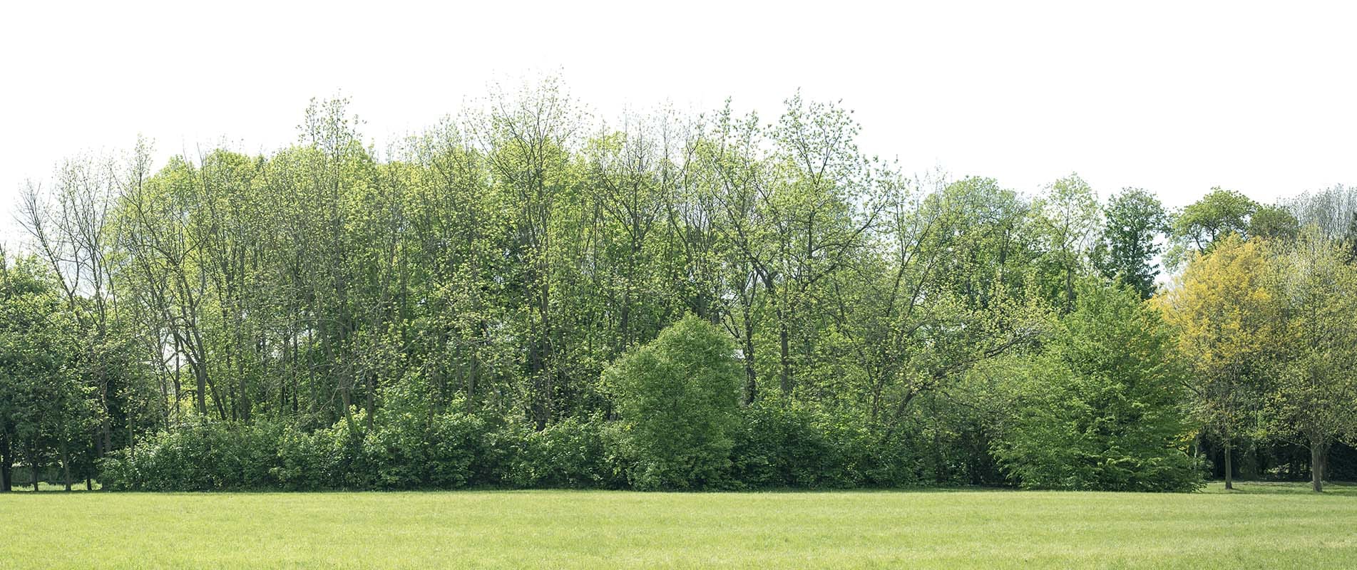 Tree Surgeons Surrey | South East Forestry and Tree Services