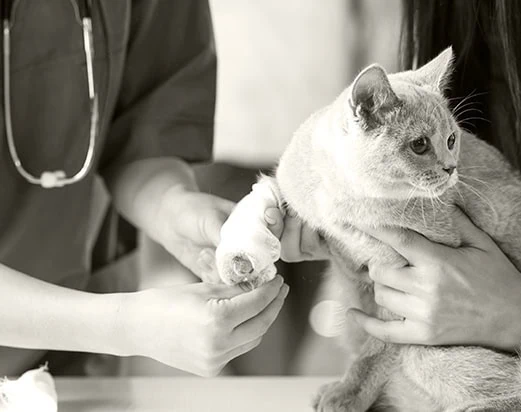 Village Vet London, with Vets Hertfordshire and Vets Cambridgeshire