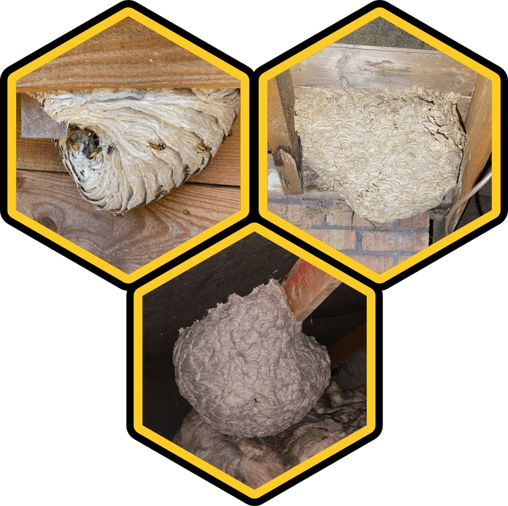 Wasp Control Services