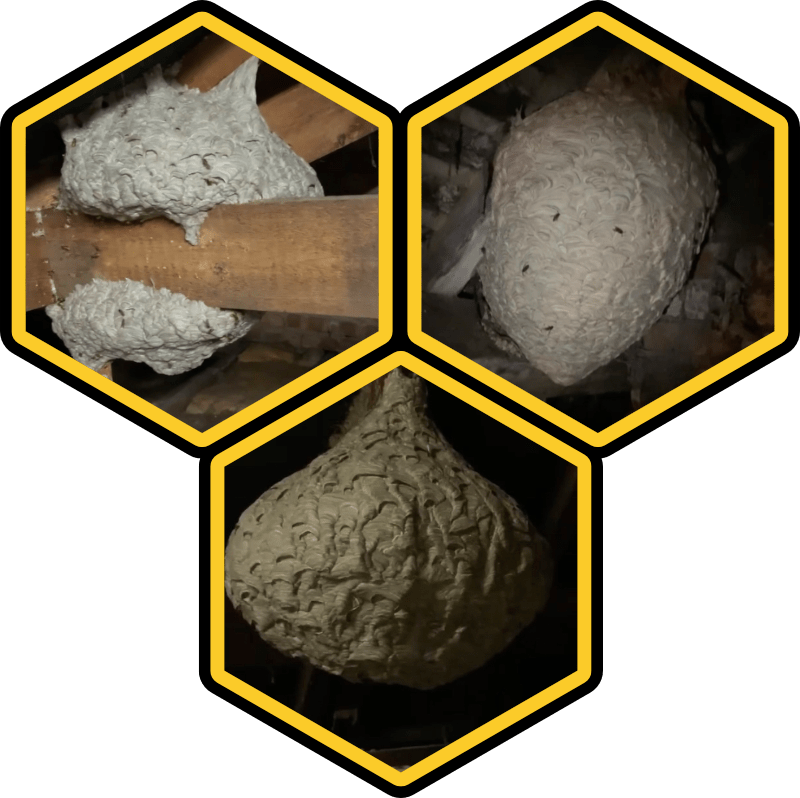 Wasp Control Services