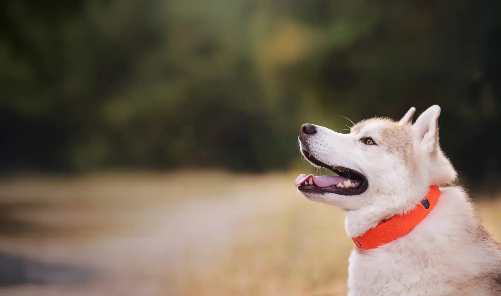 Dog wearing a GPS collar outdoors