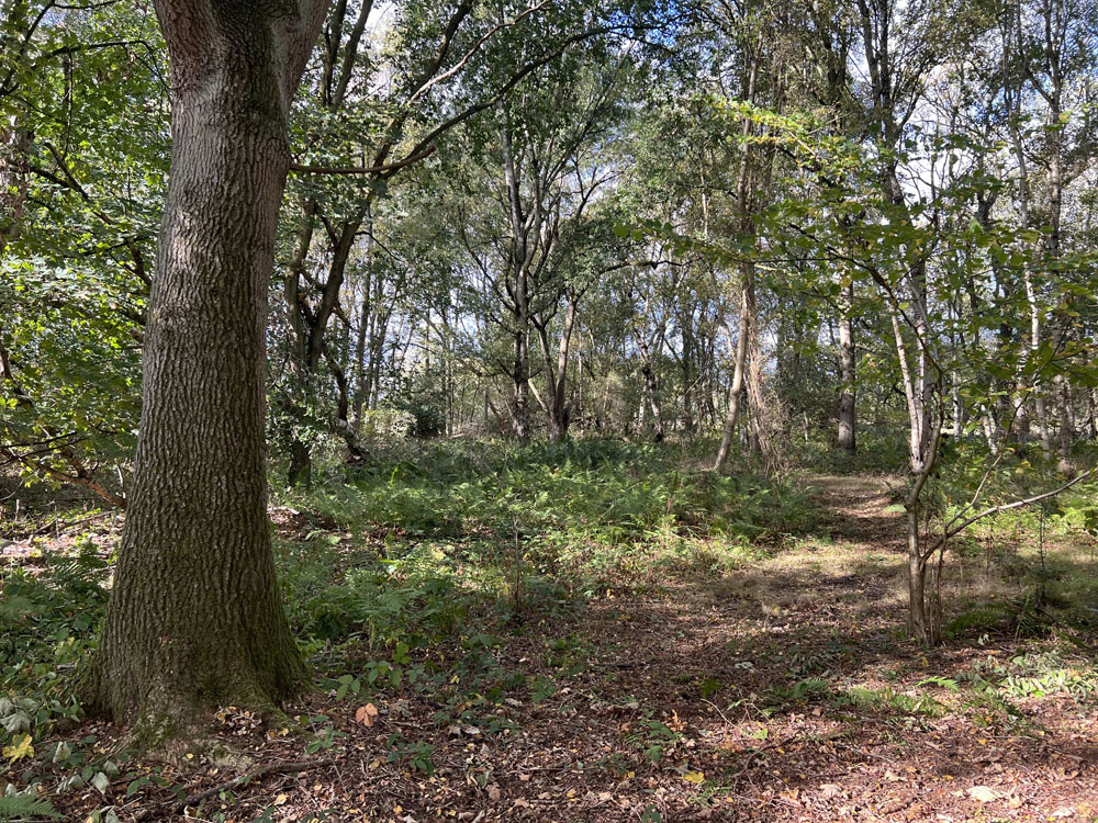 Woodlands.co.uk - Woodlands for sale in the UK
