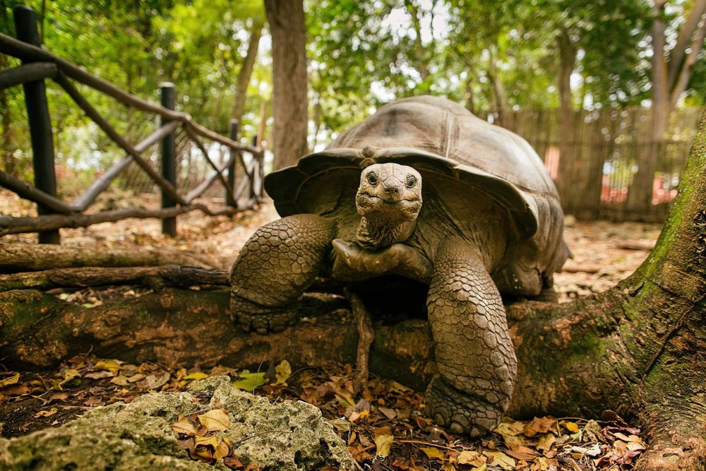Tortuga gigante de Aldabra en Prison Island, parada incluida en recorridos que aparecen en el catálogo y las reseñas de Ameir.