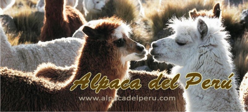 Logo de Alpaca del Per