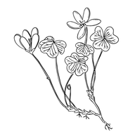 Logo de Restaurant KLE